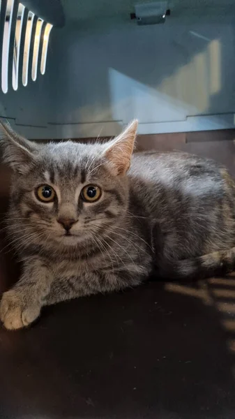 Frightened Gray Kitten Pet Carrier Close — Stock Photo, Image