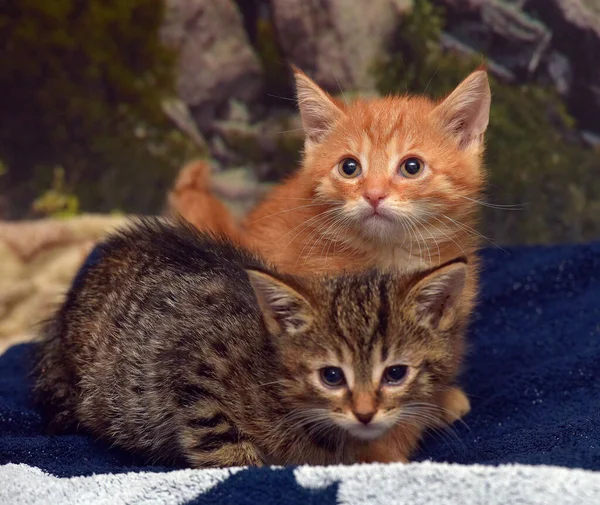 两只小猫 褐色的和红色的在沙发上 — 图库照片