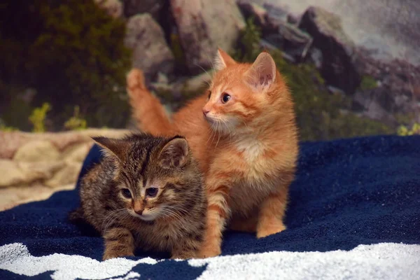 两只小猫 褐色的和红色的在沙发上 — 图库照片