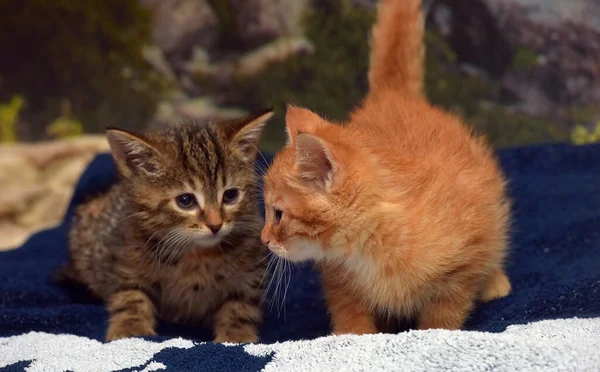 Два Маленьких Котенка Коричневый Красный Диване — стоковое фото