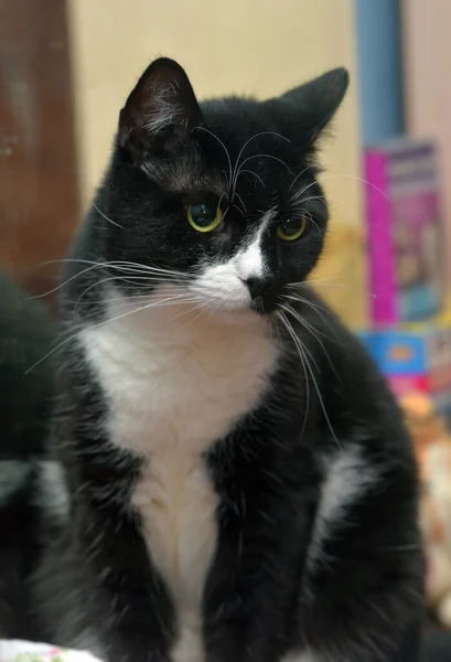 Gato Preto Branco Com Olhos Amarelos Fechar — Fotografia de Stock