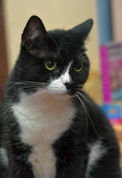 Schwarz Weiße Katze Mit Gelben Augen Aus Nächster Nähe — Stockfoto