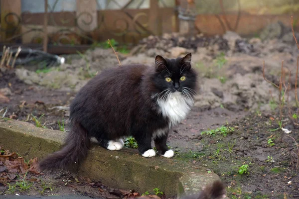 Schöne Flauschige Schwarz Weiße Katze Freien — Stockfoto