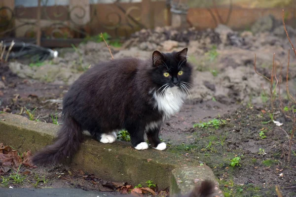 Hermoso Mullido Negro Blanco Gato Aire Libre — Foto de Stock