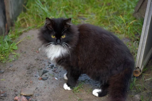Schöne Flauschige Schwarz Weiße Katze Freien — Stockfoto