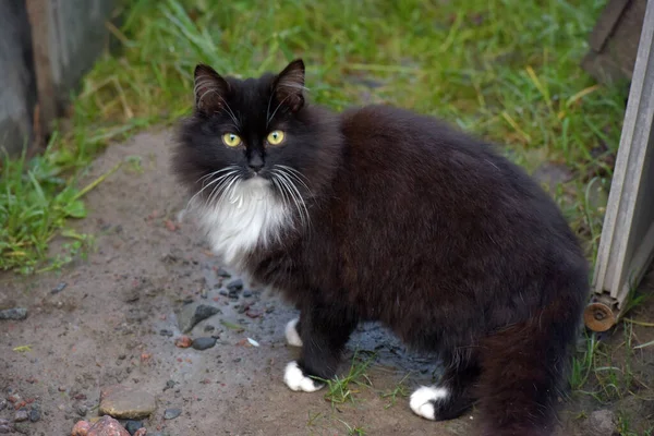 Schöne Flauschige Schwarz Weiße Katze Freien — Stockfoto