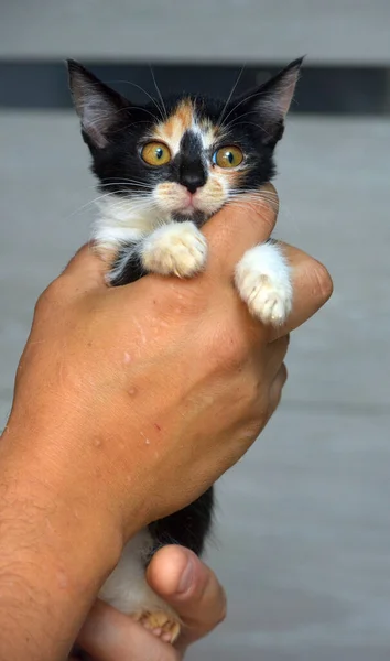 Small Funny Tricolor Kitten Hands Close — Stock Photo, Image