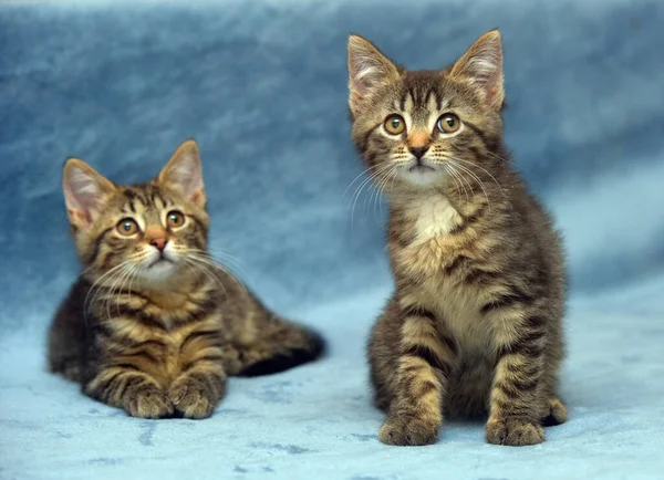 Küçük Kahverengi Tekir Kedi Birlikte Oynuyorlar — Stok fotoğraf