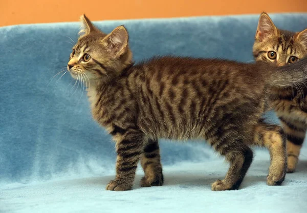 Twee Kleine Bruine Tabby Kittens Spelen Samen — Stockfoto