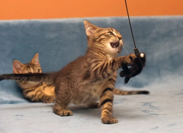 Two Little Brown Tabby Kittens Playing Together — Stock Photo, Image