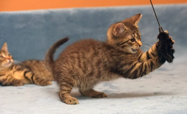 Two Little Brown Tabby Kittens Playing Together — Stock Photo, Image