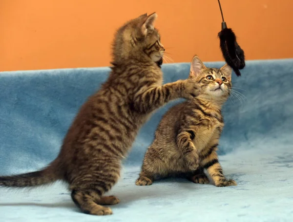 Dois Pequenos Gatinhos Mesa Marrom Brincando Juntos — Fotografia de Stock