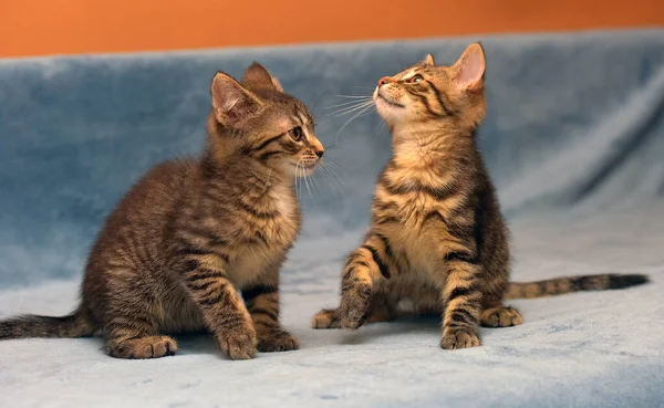 Two Little Brown Tabby Kittens Playing Together — Stock Photo, Image