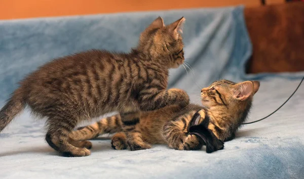 Dois Pequenos Gatinhos Mesa Marrom Brincando Juntos — Fotografia de Stock