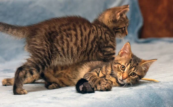 Two Little Brown Tabby Kittens Playing Together — 스톡 사진