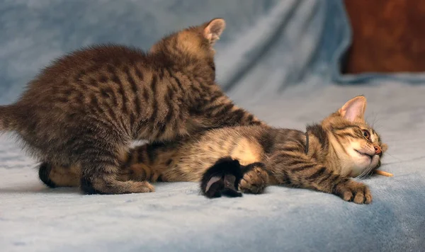 Dua Kucing Tabby Coklat Kecil Bermain Bersama — Stok Foto
