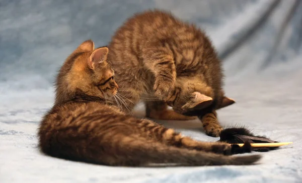 Two Little Brown Tabby Kittens Playing Together — Stock Photo, Image