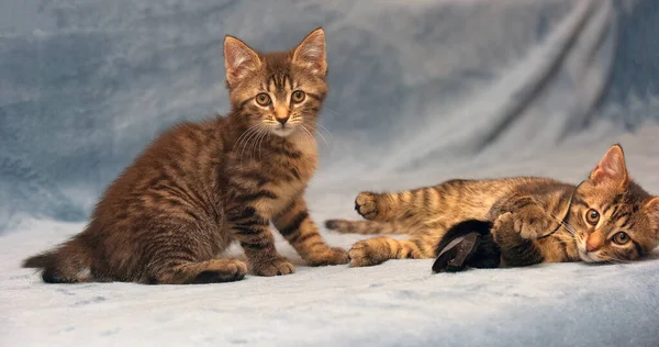 Twee Kleine Bruine Tabby Kittens Spelen Samen — Stockfoto