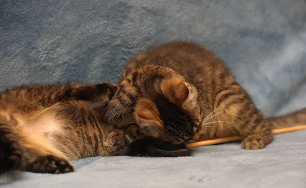 Two Little Brown Tabby Kittens Playing Together — Stock Photo, Image