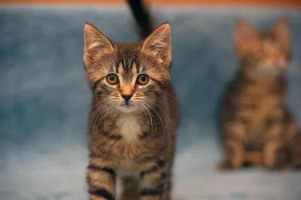 Two Little Brown Tabby Kittens Playing Together — 스톡 사진