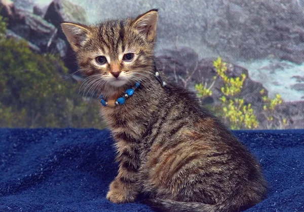 Cute Little Brown Tabby Kitten Bed — 图库照片