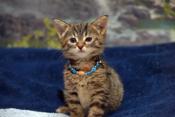 Lindo Poco Marrón Tabby Gatito Cama — Foto de Stock