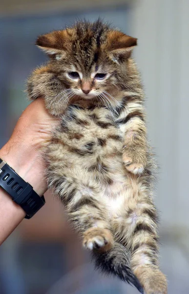 Pequeno Bonito Marrom Tabby Gatinho Mãos — Fotografia de Stock