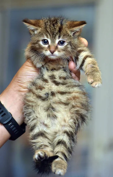 Petit Chaton Tabby Brun Mignon Dans Les Mains — Photo