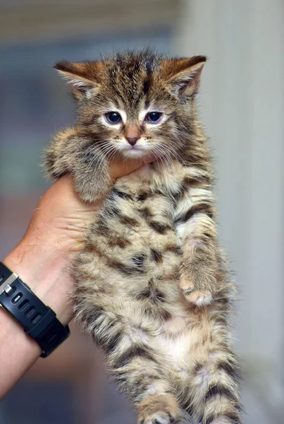 Little Cute Brown Tabby Kitten Hands — Stock Photo, Image