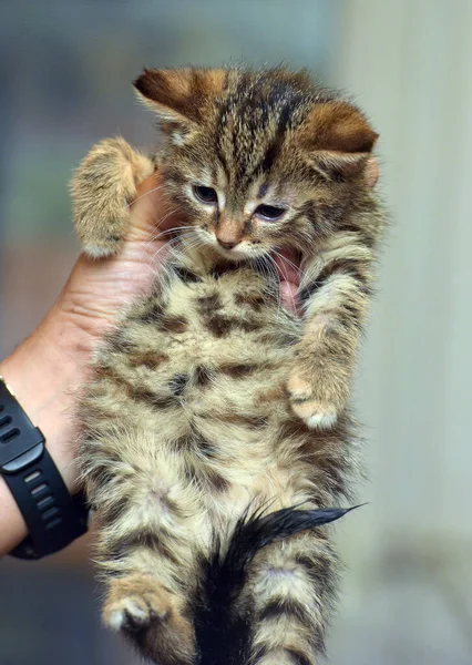 Klein Schattig Bruin Tabby Kitten Handen — Stockfoto