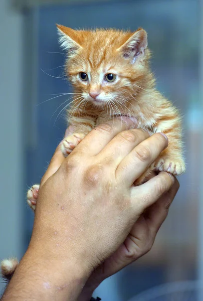 Little Cute Ginger Kitten Hands Close — 스톡 사진