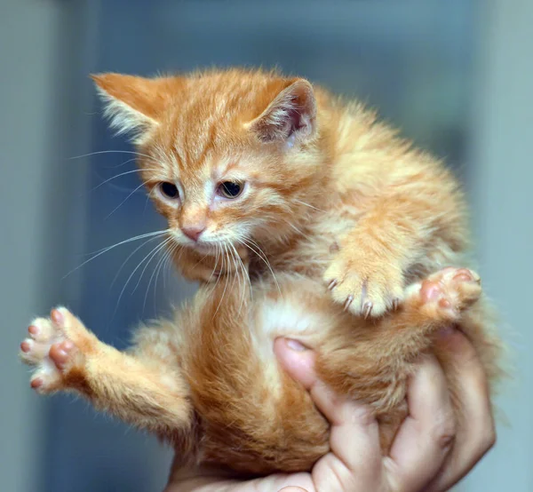 Kis Aranyos Gyömbér Cica Kezében Közelről — Stock Fotó