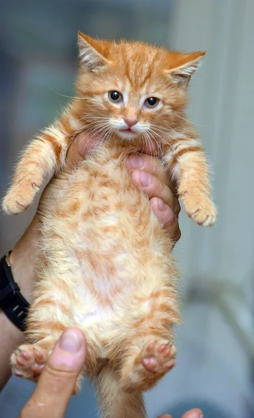 Pouco Bonito Gengibre Gatinho Mãos Perto — Fotografia de Stock