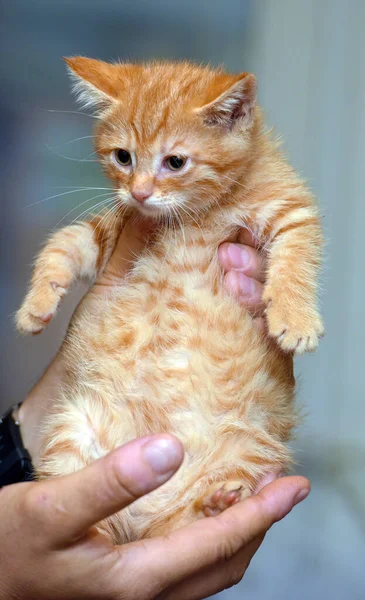 Little Cute Ginger Kitten Hands Close — Stock Photo, Image