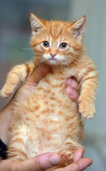 Malý Roztomilý Zázvor Kotě Ruce Zblízka — Stock fotografie