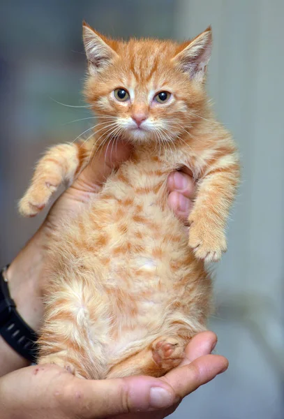 Little Cute Ginger Kitten Hands Close — 스톡 사진