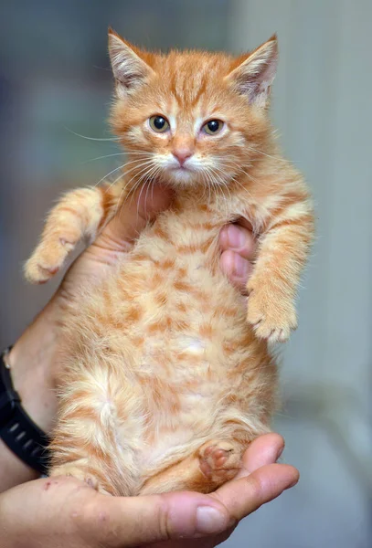 Petit Chaton Gingembre Mignon Dans Les Mains Gros Plan — Photo