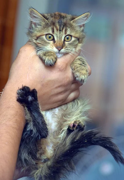 Fluffy Brown Siberian Kitten Hands Close — 图库照片