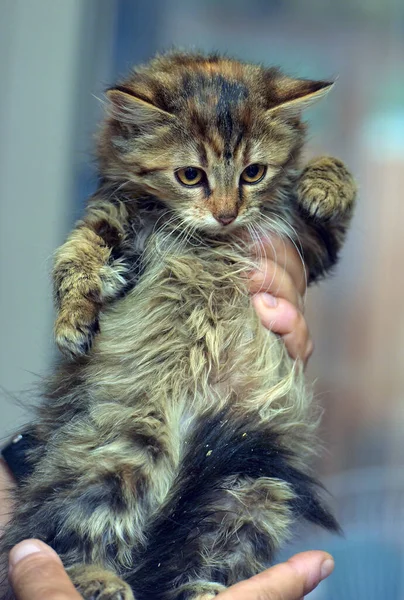 Fluffy Brown Siberian Kitten Hands Close — 图库照片