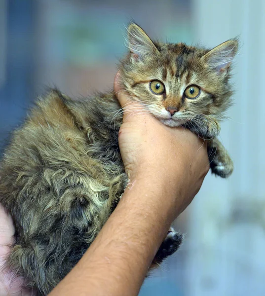 Puszysty Brązowy Syberyjski Kotek Ręce Zbliżyć — Zdjęcie stockowe