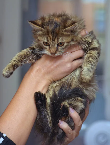 Fluffy Brown Siberian Kitten Hands Close — 图库照片