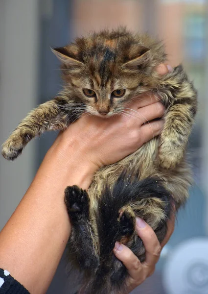 Fluffy Brown Siberian Kitten Hands Close — Stock Photo, Image