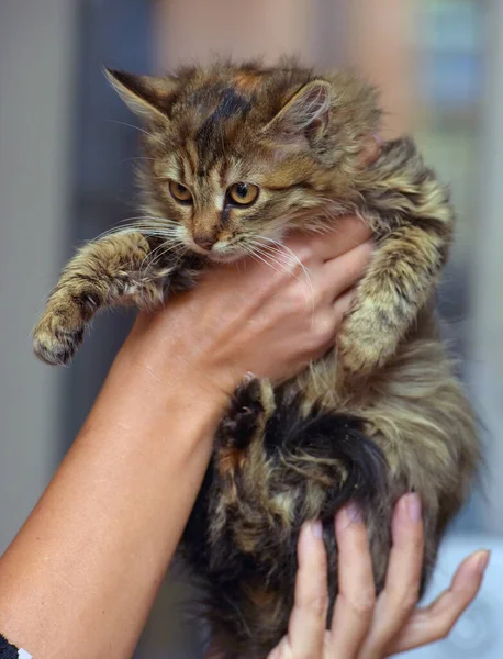 Fluffy Brown Siberian Kitten Hands Close — 스톡 사진