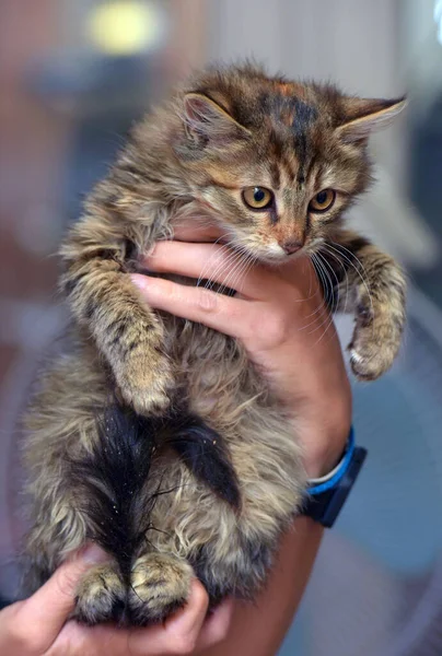 Fluffy Brown Siberian Kitten Hands Close — Stock Photo, Image