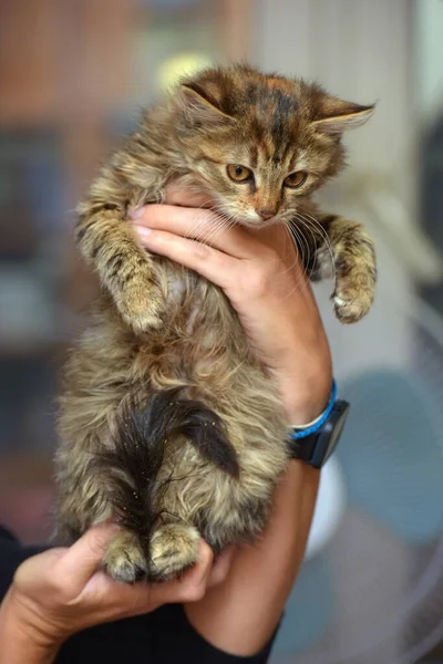 ふわふわ茶色のシベリアの子猫の手を閉じて — ストック写真