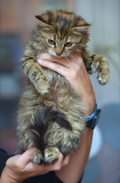 Puszysty Brązowy Syberyjski Kotek Ręce Zbliżyć — Zdjęcie stockowe
