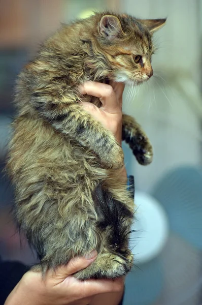 Fluffy Brown Siberian Kitten Hands Close — 스톡 사진