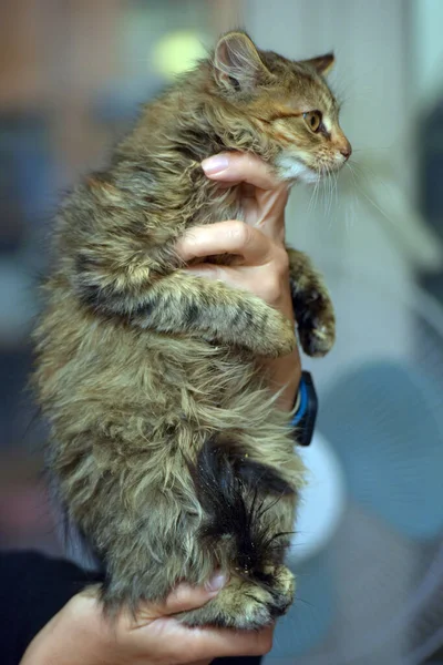 Flauschiges Braunes Sibirisches Kätzchen Den Händen Aus Nächster Nähe — Stockfoto