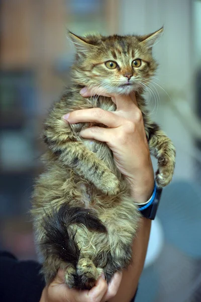 Fluffy Brown Siberian Kitten Hands Close — 图库照片