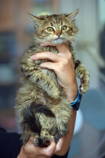 Mullido Marrón Siberiano Gatito Manos Cerca — Foto de Stock